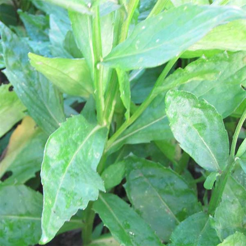 Helenium Rauchtopas - Hélénie (Foliage)
