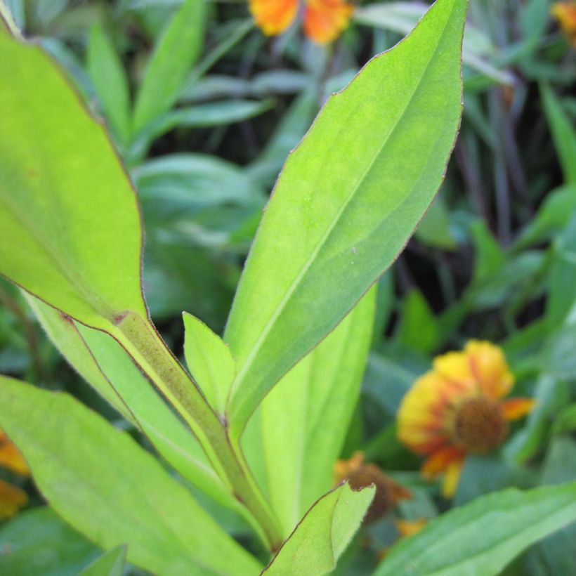 Hélénium Sahin's Early Flowerer - Hélénie multicolore (Foliage)