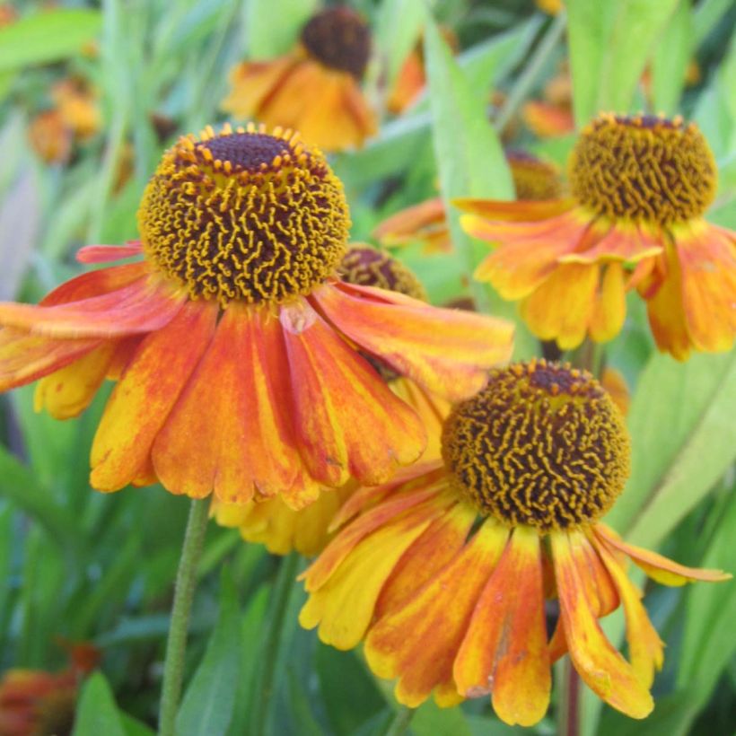 Hélénium Sahin's Early Flowerer - Hélénie multicolore (Flowering)