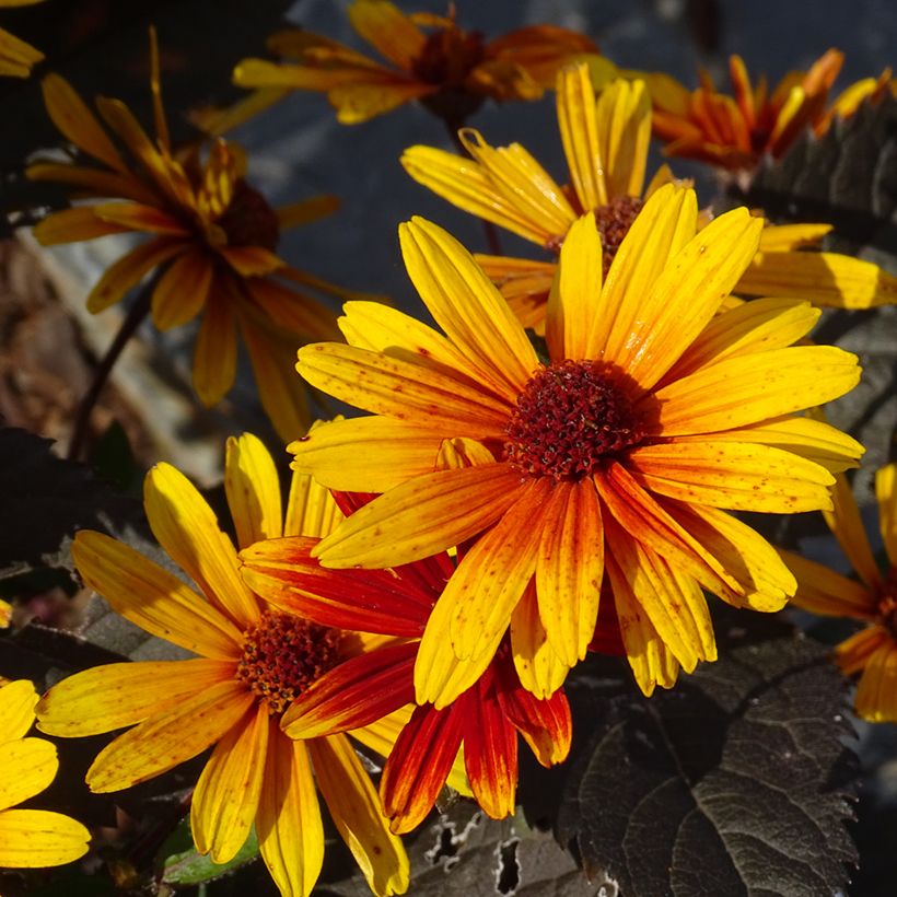 Helenium Strawberry Sundae - Hélénie (Flowering)