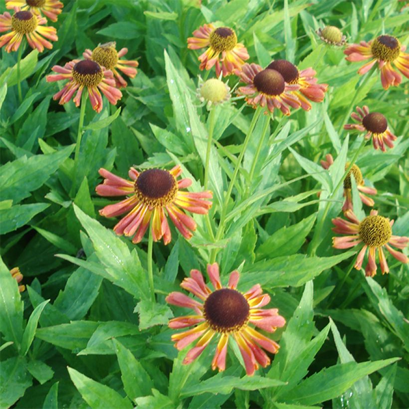 Helenium Tie Dye - Hélénie hybride (Flowering)