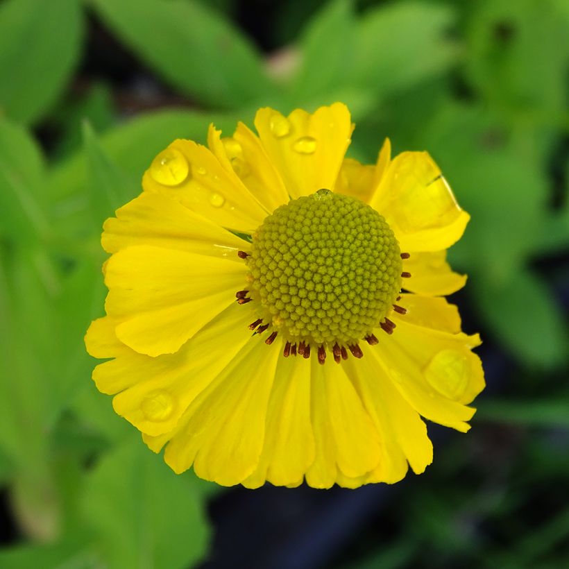 Hélénium Tijuana Brass - Hélénie jaune d'or (Flowering)