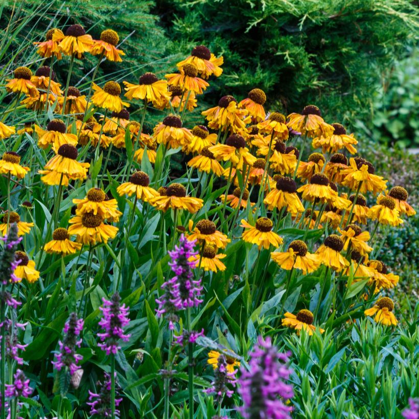 Helenium Windley - Hélénie jaune-orangé. (Flowering)