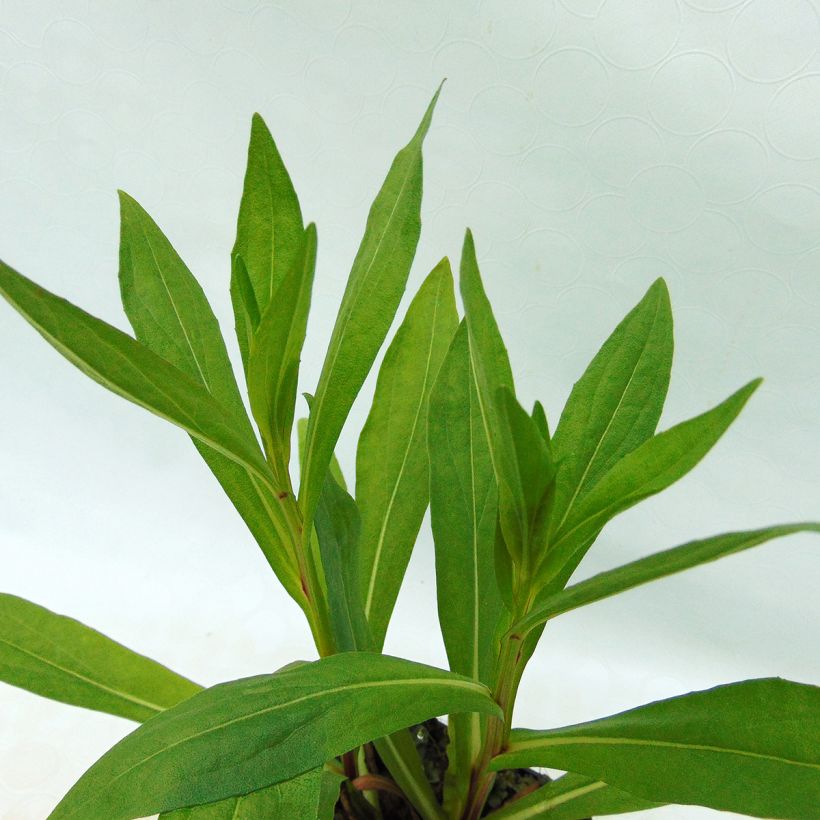 Helenium Windley - Hélénie jaune-orangé. (Foliage)