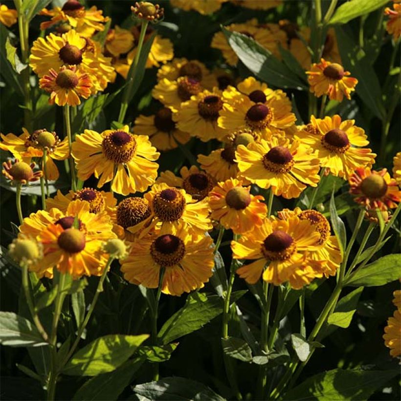 Helenium Zimbelstern - Hélénie d'automne jaune ambré. (Flowering)