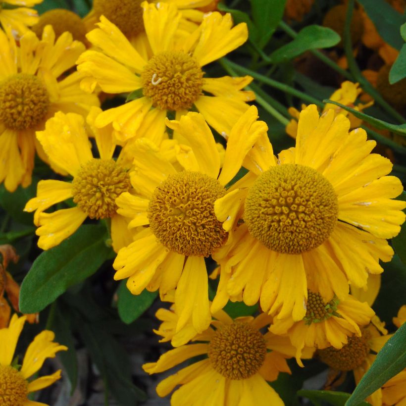 Helenium autumnale Pumilum Magnificum - Hélénie d'automne (Flowering)