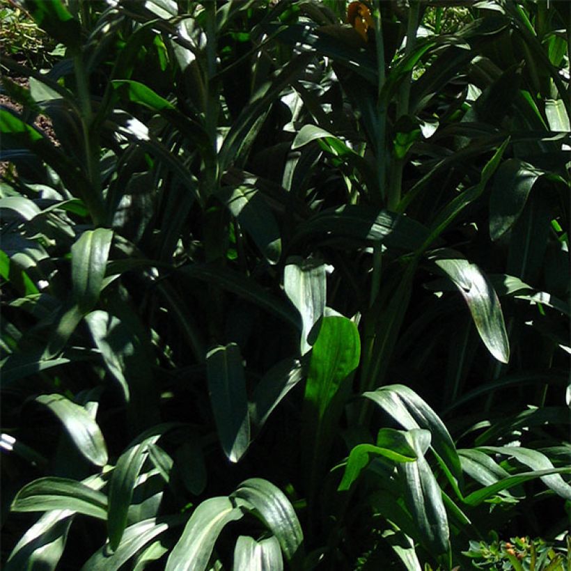 Hélénium hoopesii - Hélénie de Hoopes (Foliage)