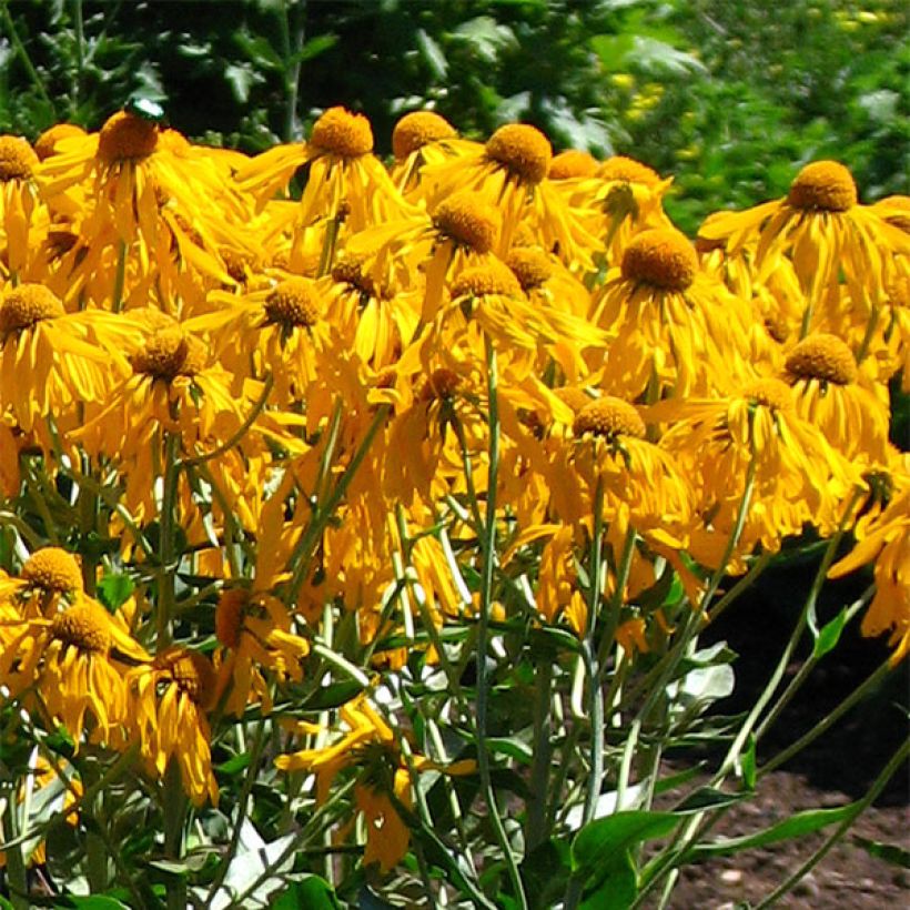 Hélénium hoopesii - Hélénie de Hoopes (Flowering)