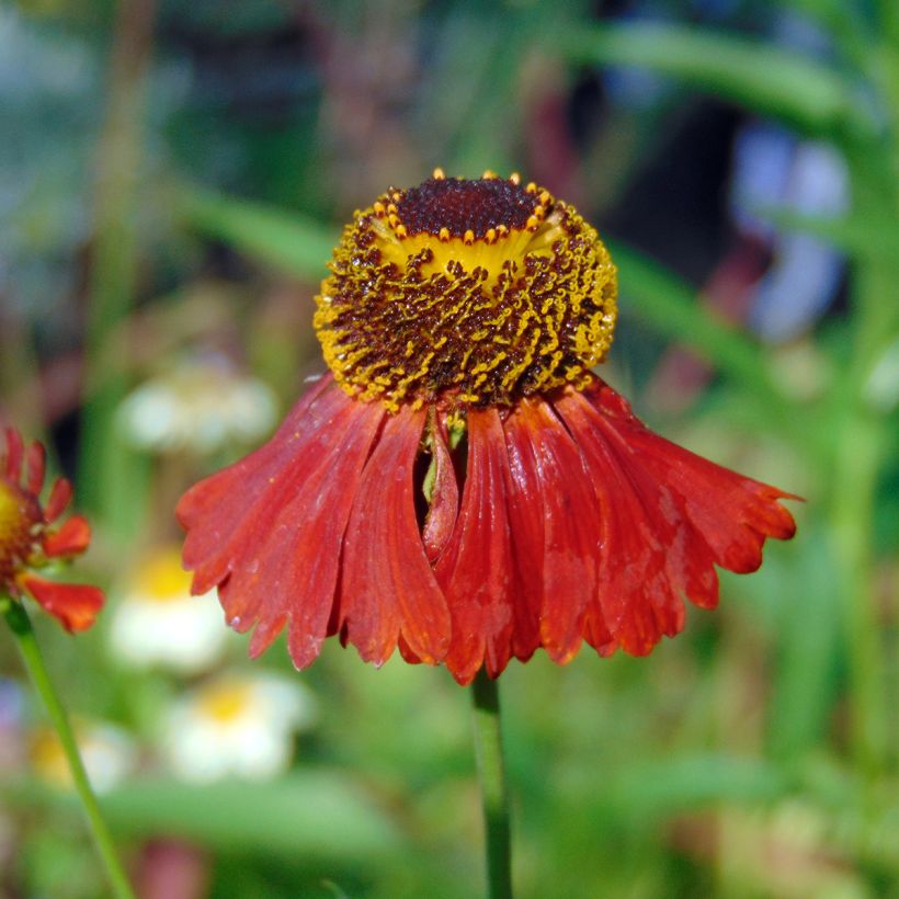 Hélénium hybride Moerheim Beauty, Hélènie (Flowering)