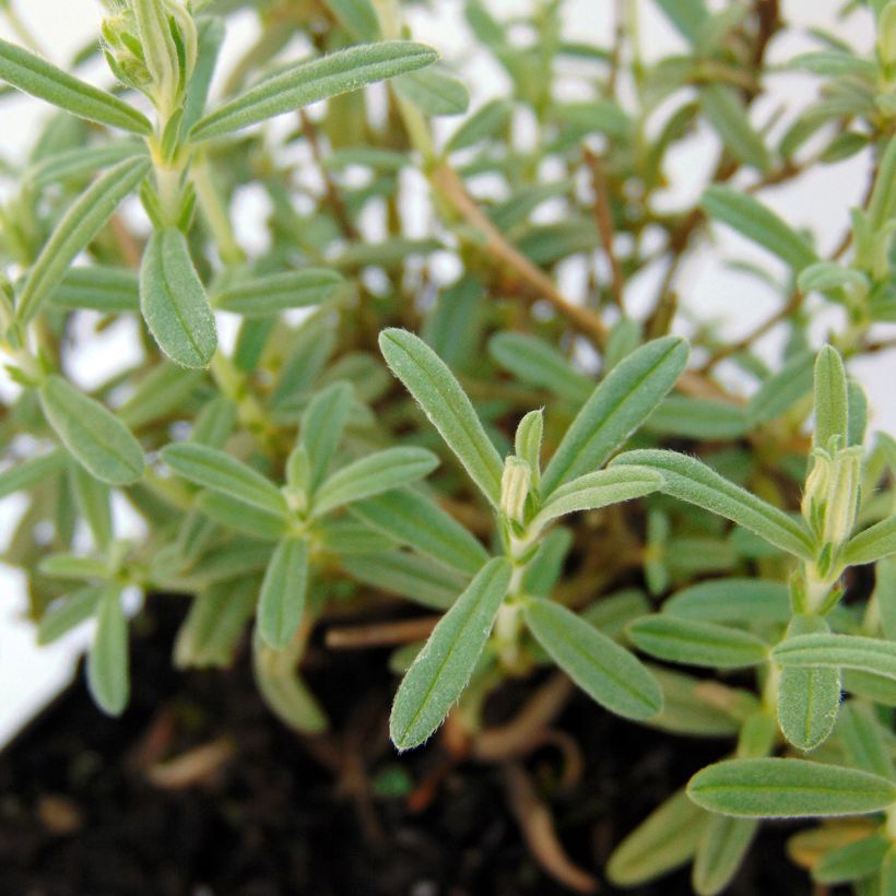 Hélianthème Wisley Primrose (Foliage)