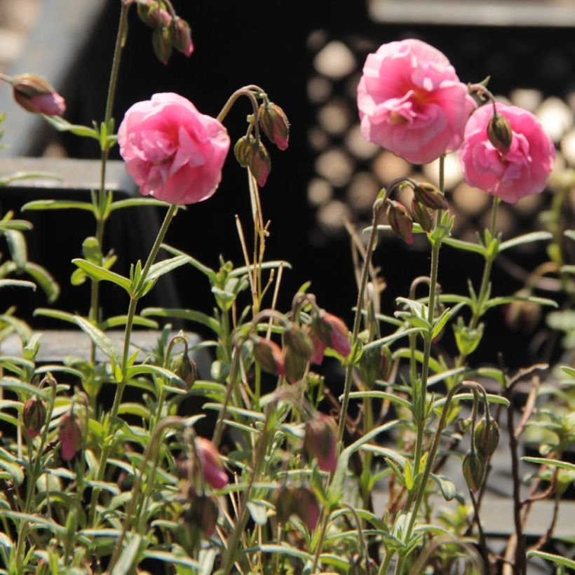Helianthemum Annabel - Hélianthème à fleurs double rose tendre (Flowering)