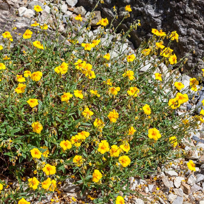 Helianthemum Ben Fhada - Hélianthème jaune vif à cœur orange (Plant habit)