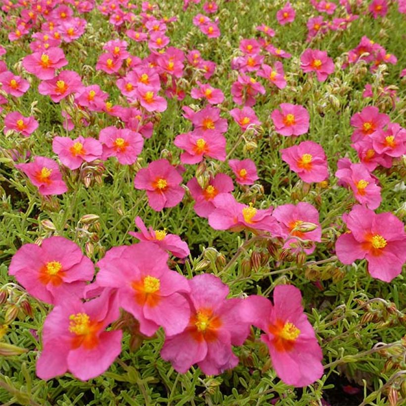 Helianthemum Ben Hope - Hélianthème rose carminé. (Flowering)