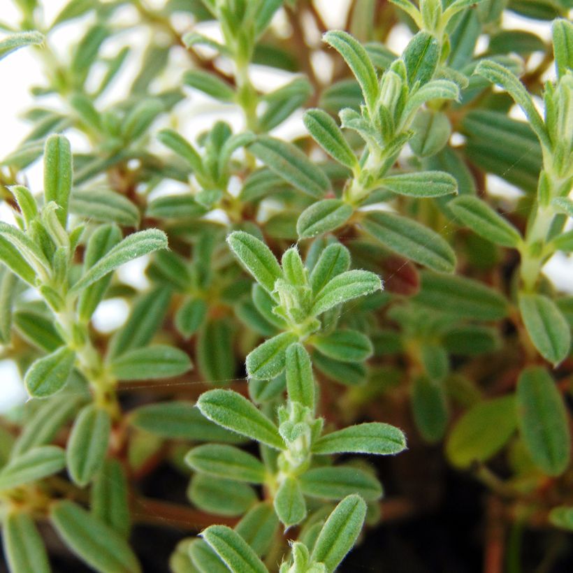 Helianthemum Ben Hope - Hélianthème rose carminé. (Foliage)