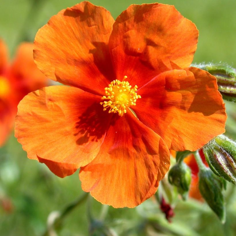 Helianthemum Bronzeteppich - Hélianthème  (Flowering)