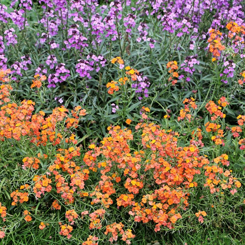 Helianthemum Bronzeteppich - Hélianthème  (Plant habit)
