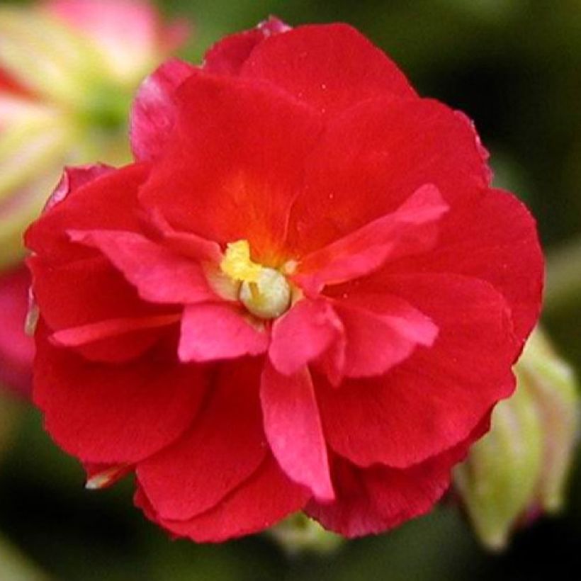 Helianthemum Cerise Queen - Hélianthème double rouge (Flowering)