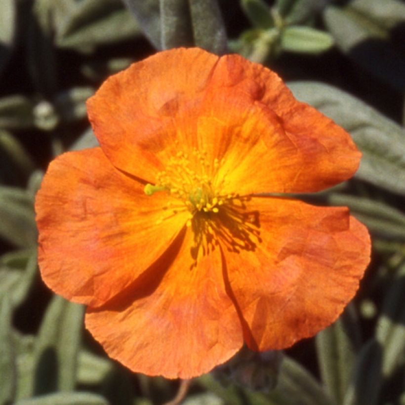 Helianthemum Fire Dragon - Hélianthème orange et rouge (Flowering)