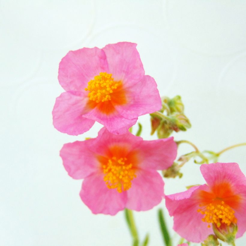 Helianthemum Lawrenson's Pink - Hélianthème rose et jaune (Flowering)