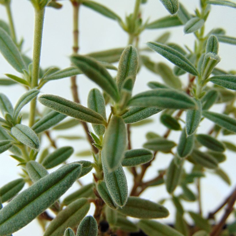 Helianthemum Rhodanthe Carneum - Hélianthème rose pastel. (Foliage)