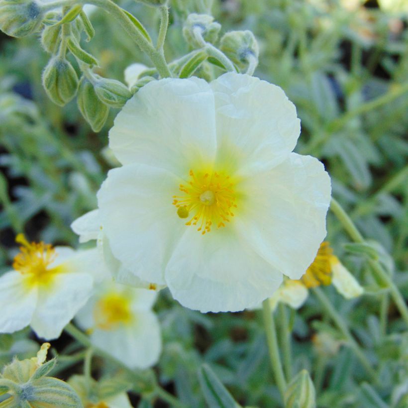 Helianthemum The Bride - Hélianthème blanc et or  (Flowering)