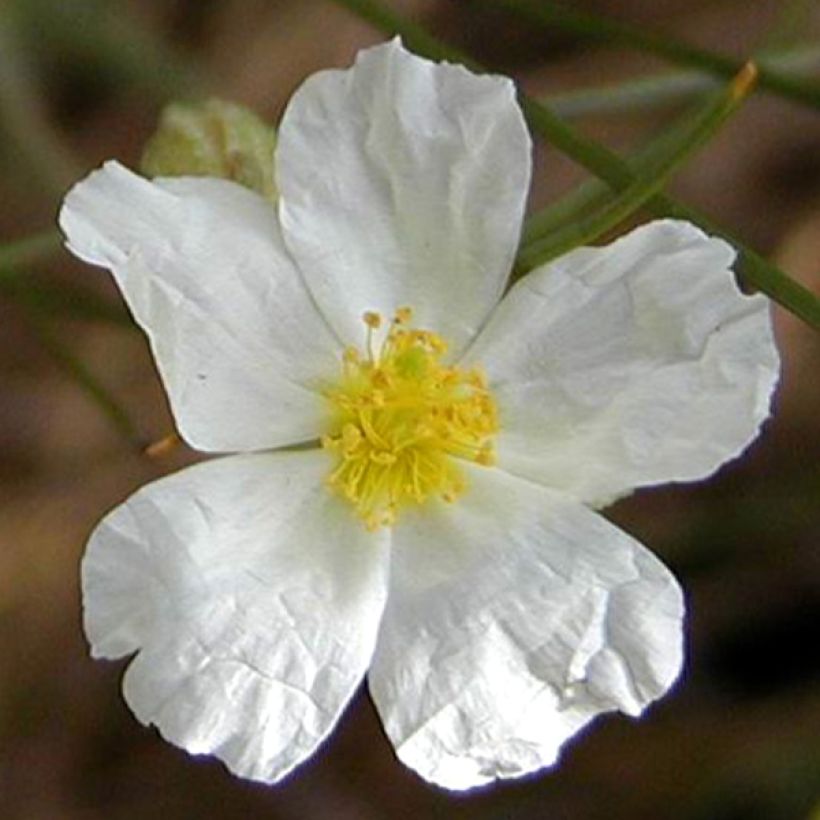 Helianthemum apeninnum - Hélianthème des Apennins  (Flowering)