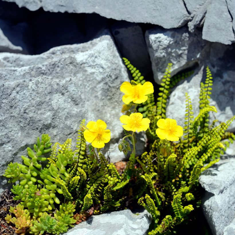 Helianthemum nummularium - Hélianthème commun (Plant habit)