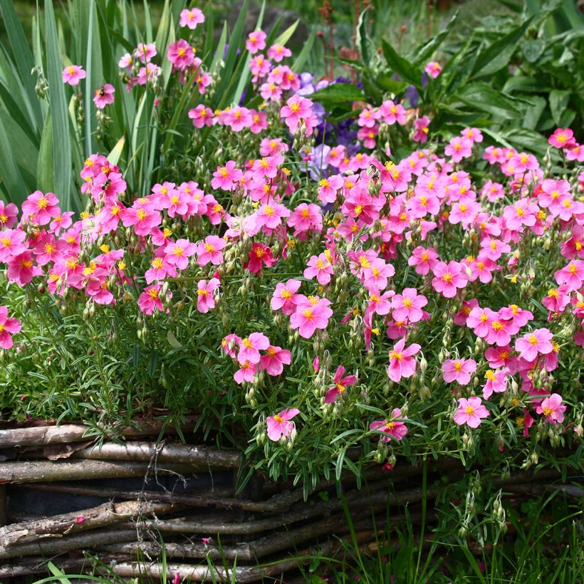 Helianthemum Lawrenson's Pink - Hélianthème rose et jaune (Plant habit)