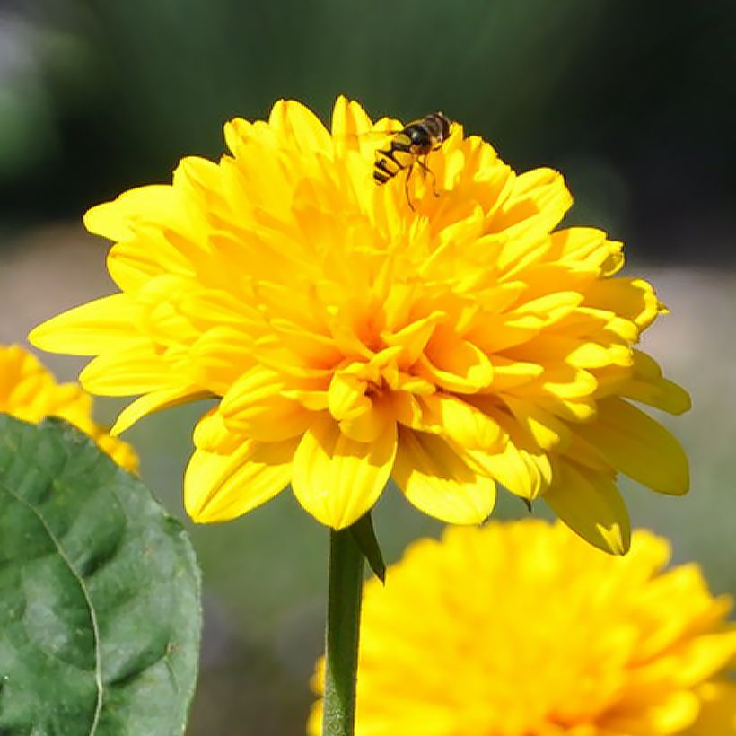 Helianthus Sunshine Daydream - Soleil vivace (Flowering)