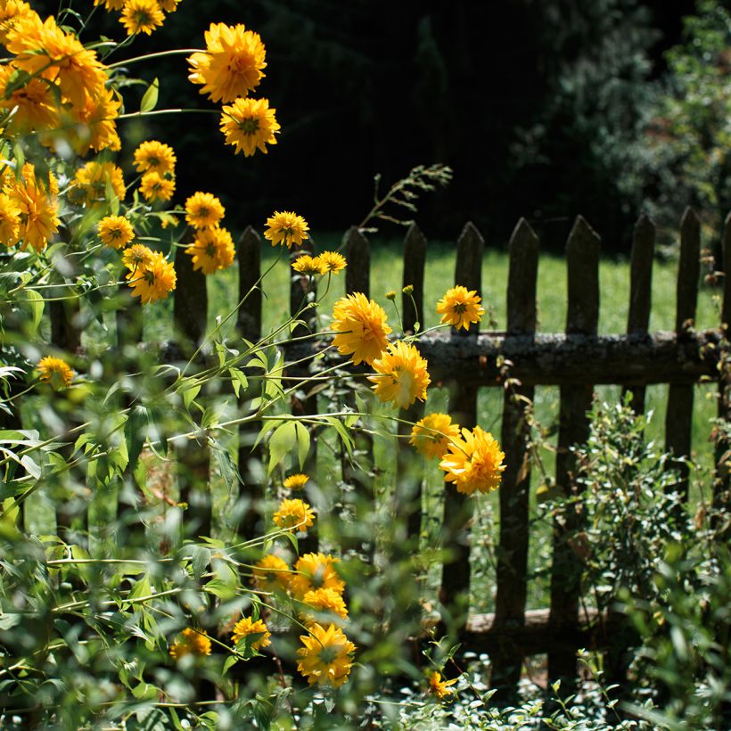 Helianthus Sunshine Daydream - Soleil vivace (Plant habit)