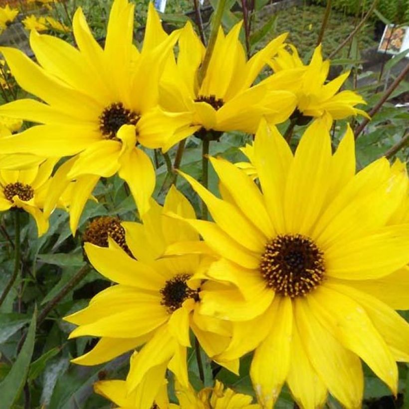 Helianthus atrorubens Monarch - Soleil vivace (Flowering)