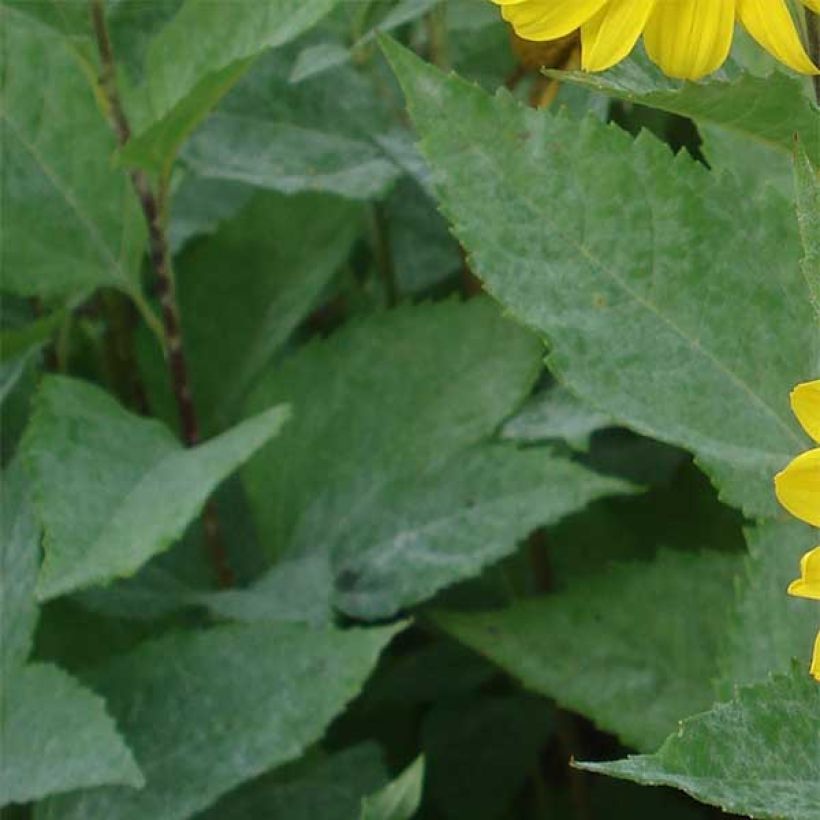 Helianthus decapetalus Capenoch Star - Soleil vivace (Foliage)