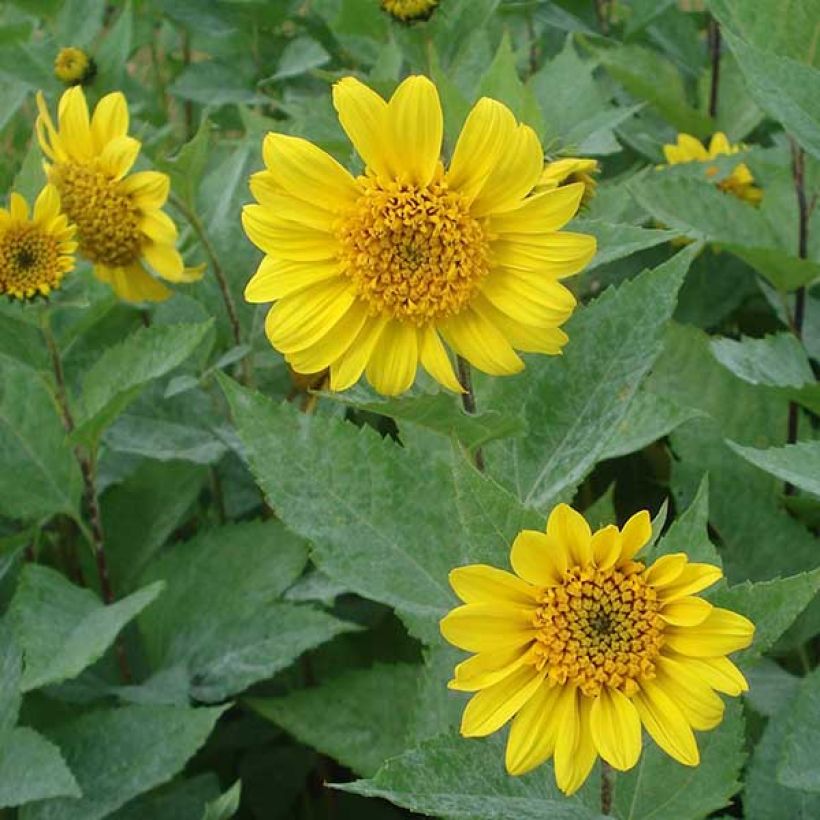 Helianthus decapetalus Capenoch Star - Soleil vivace (Flowering)