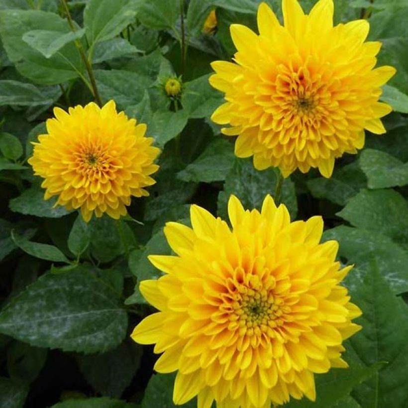 Helianthus decapetalus Soleil d'Or - Soleil vivace (Flowering)