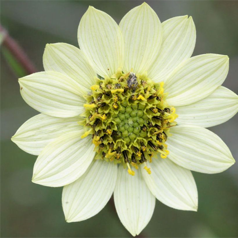 Helianthus giganteus Sheila's Sunshine - Soleil vivace géant (Flowering)