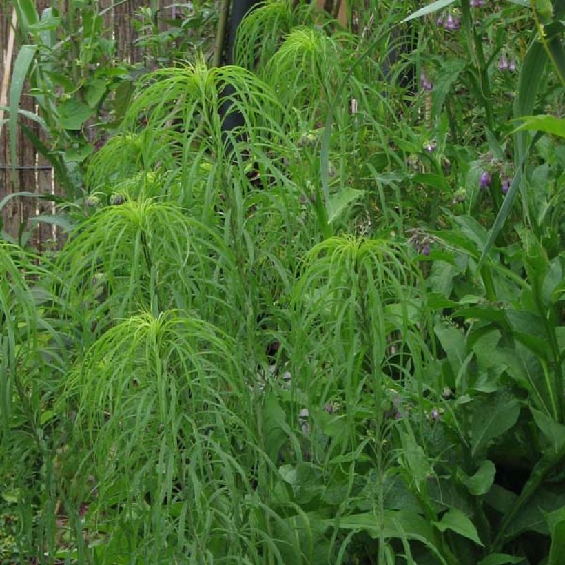 Helianthus salicifolius - Soleil Vivace (Plant habit)