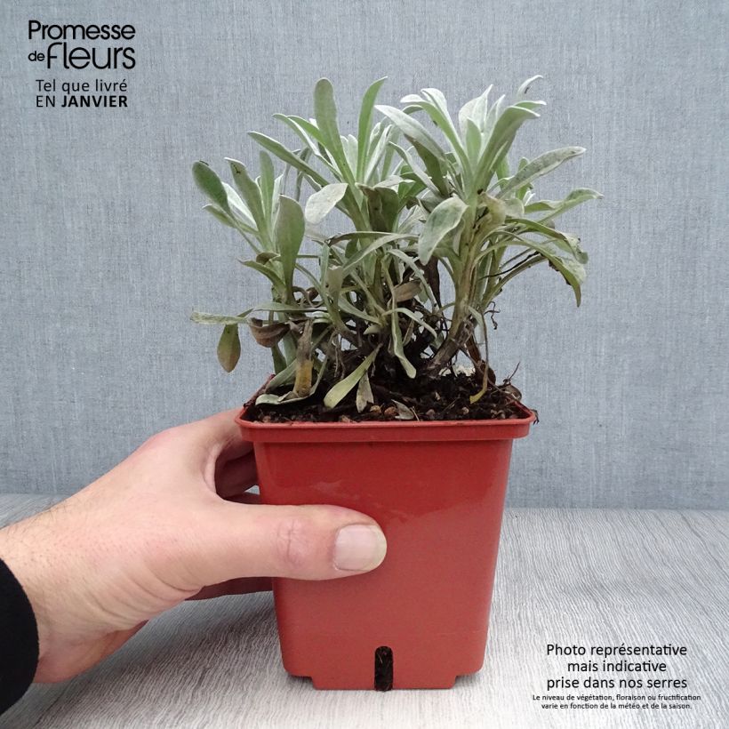 Example of Helichrysum Red Jewel - Immortelle hybride Pot de 1L/1,5L as you get in hiver