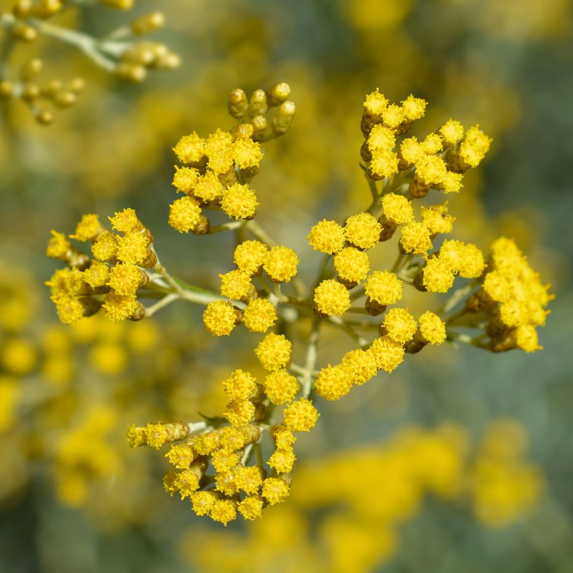 Helichrysum italicum - Plante-curry BIO en plants (Flowering)