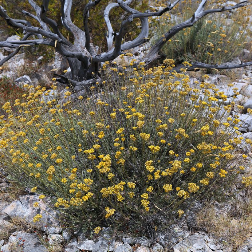 Helichrysum italicum - Plante-curry BIO en plants (Plant habit)