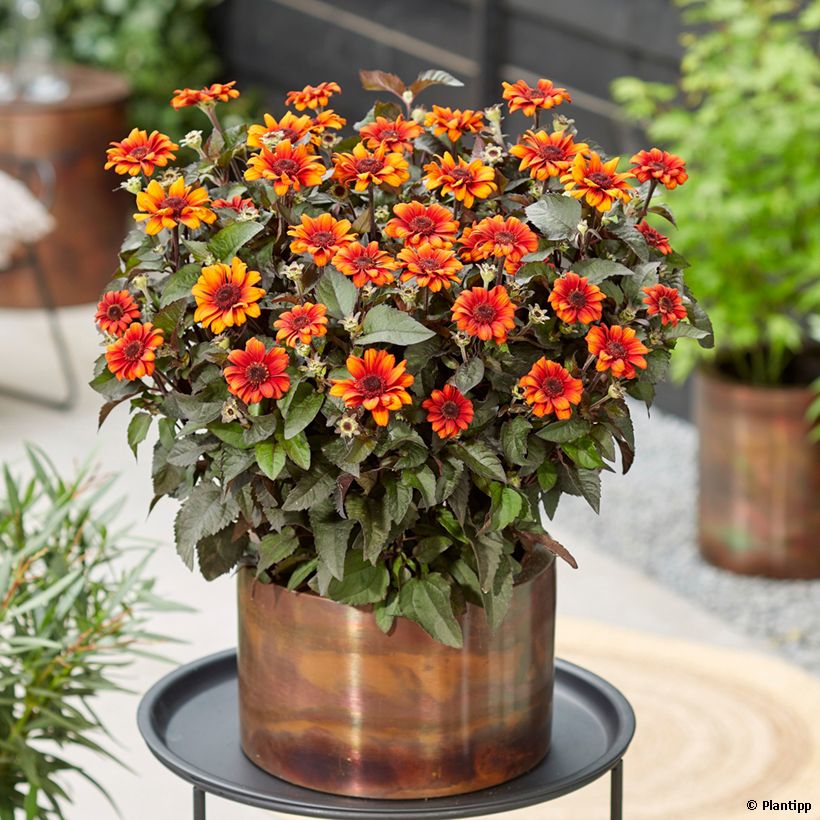 Heliopsis Luna Roja - Héliopsis faux hélianthe (Plant habit)