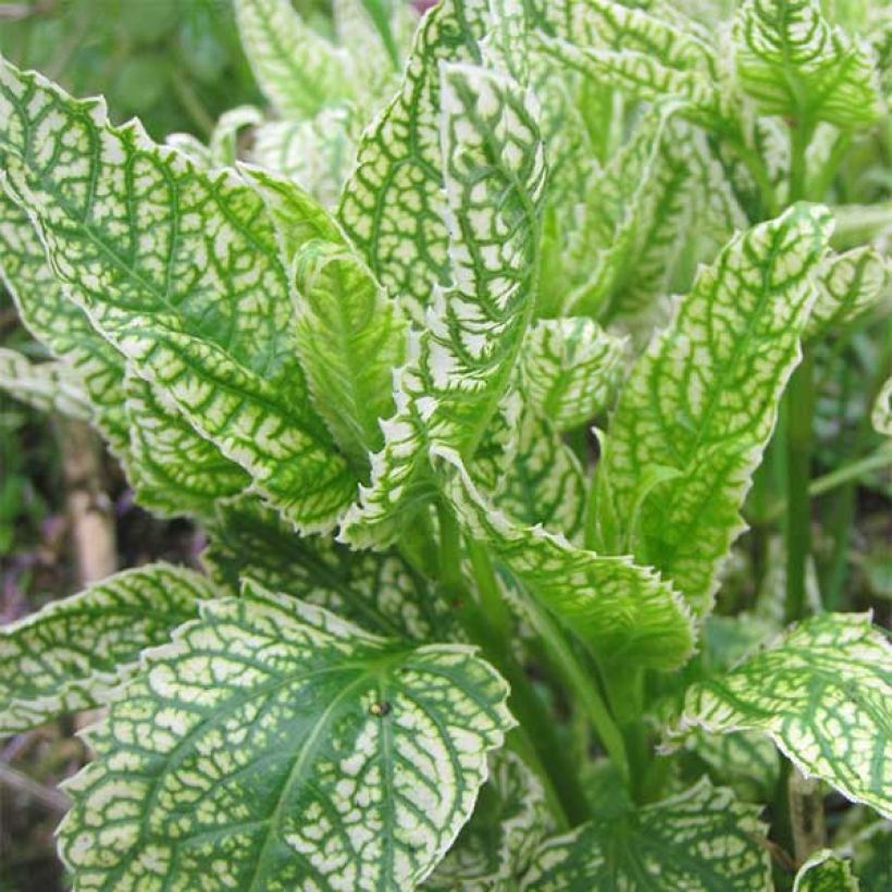 Heliopsis helianthoïdes Loraine Sunshine - Héliopsis faux hélianthe (Foliage)