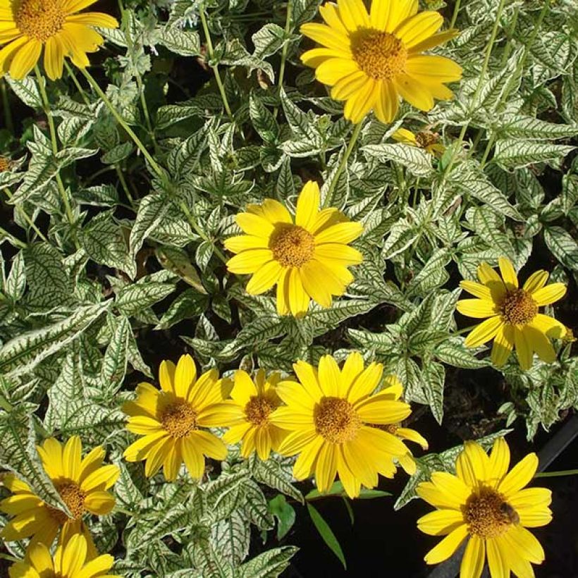 Heliopsis helianthoïdes Loraine Sunshine - Héliopsis faux hélianthe (Flowering)