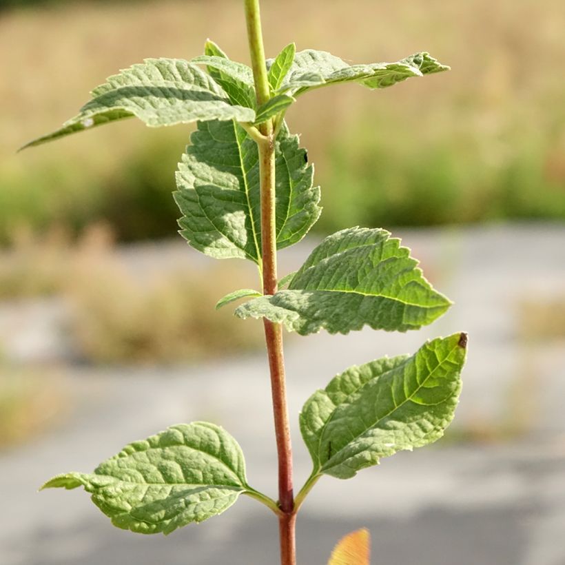Heliopsis helianthoides Asahi - Héliopsis faux-héliante (Foliage)