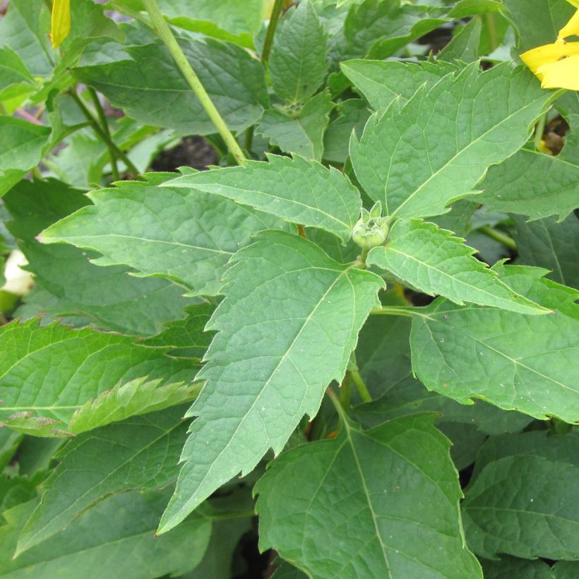 Heliopsis helianthoides Mars - Héliopsis faux hélianthe  (Foliage)