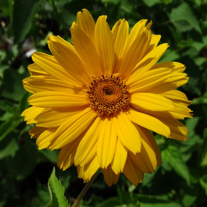Heliopsis helianthoides Mars - Héliopsis faux hélianthe  (Flowering)