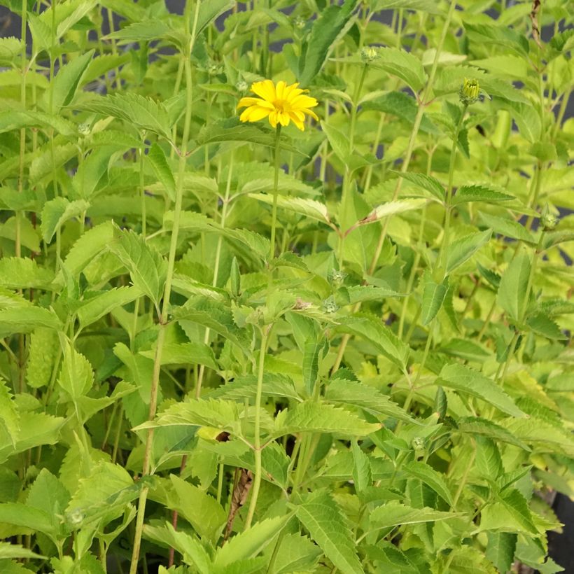 Heliopsis helianthoides Summer Sun - Héliopsis faux hélianthe  (Plant habit)