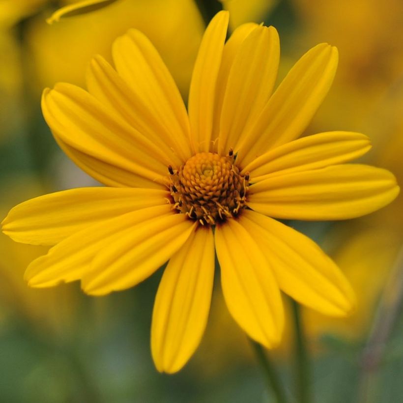 Heliopsis helianthoïdes var. scabra (Flowering)