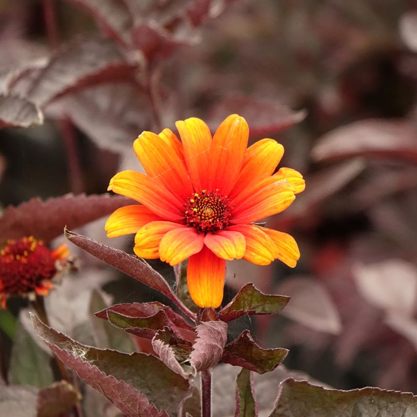 Heliopsis helianthoides var. scabra Fire Twister - Héliopsis faux-hélianthe (Flowering)