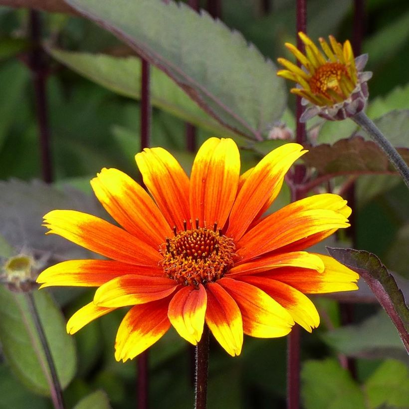 Heliopsis helianthoides Burning Hearts - Héliopsis faux hélianthe  (Flowering)