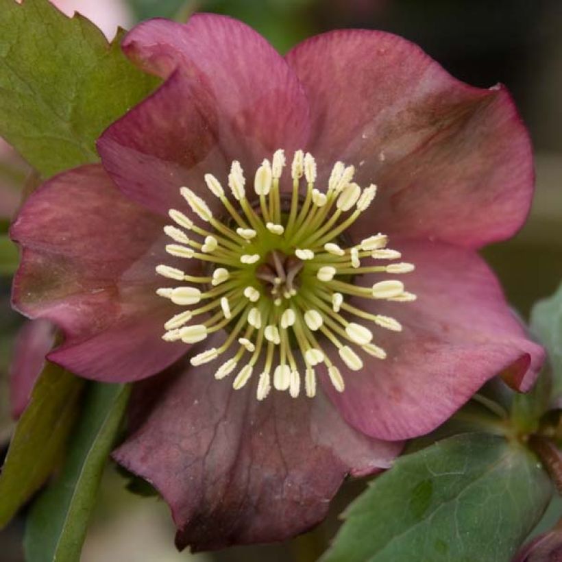 Hellébore orientale Rouge (Flowering)